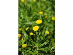 Cotula coronopifolia - Krähenfuß-Fiederteppich Cotula coronopifolia - Krähenfuß-Fiederteppich