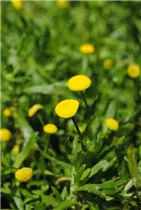 Cotula coronopifolia - Krähenfuß-Fiederteppich Cotula coronopifolia - Krähenfuß-Fiederteppich