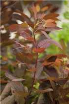 Cotinus coggygria 'Grace' - Perückenstrauch 'Grace'