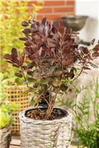 Cotinus coggygria 'Lilla'® - Zwerg-Perückenstrauch 'Lilla'® Cotinus coggygria 'Lilla'® - Zwerg-Perückenstrauch 'Lilla'®
