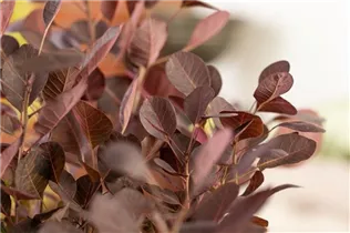 Cotinus coggygria 'Lilla'® - Zwerg-Perückenstrauch 'Lilla'® Cotinus coggygria 'Lilla'® - Zwerg-Perückenstrauch 'Lilla'®