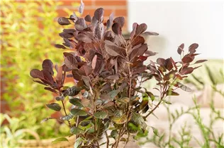 Cotinus coggygria 'Lilla'® - Zwerg-Perückenstrauch 'Lilla'® Cotinus coggygria 'Lilla'® - Zwerg-Perückenstrauch 'Lilla'®