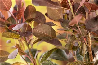 Cotinus coggygria 'Lilla'® - Zwerg-Perückenstrauch 'Lilla'® Cotinus coggygria 'Lilla'® - Zwerg-Perückenstrauch 'Lilla'®