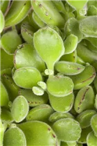 Cotyledon ladismithensis - Cotyledon Cotyledon ladismithensis - Cotyledon