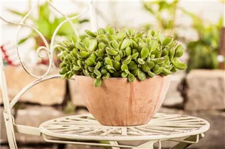 Cotyledon ladismithensis - Cotyledon Cotyledon ladismithensis - Cotyledon