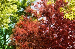 Cotinus coggygria 'Royal Purple' - Roter Perückenstrauch 'Royal Purple' Cotinus coggygria 'Royal Purple' - Roter Perückenstrauch 'Royal Purple'