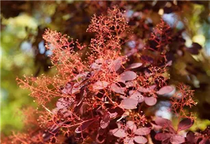 Cotinus coggygria 'Royal Purple' - Roter Perückenstrauch 'Royal Purple' Cotinus coggygria 'Royal Purple' - Roter Perückenstrauch 'Royal Purple'