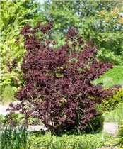 Cotinus coggygria 'Royal Purple' - Roter Perückenstrauch 'Royal Purple' Cotinus coggygria 'Royal Purple' - Roter Perückenstrauch 'Royal Purple'