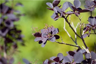 Cotinus coggygria 'Royal Purple' - Roter Perückenstrauch 'Royal Purple' Cotinus coggygria 'Royal Purple' - Roter Perückenstrauch 'Royal Purple'