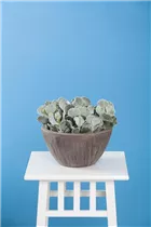 Cotyledon orbiculata - Cotyledon Cotyledon orbiculata - Cotyledon