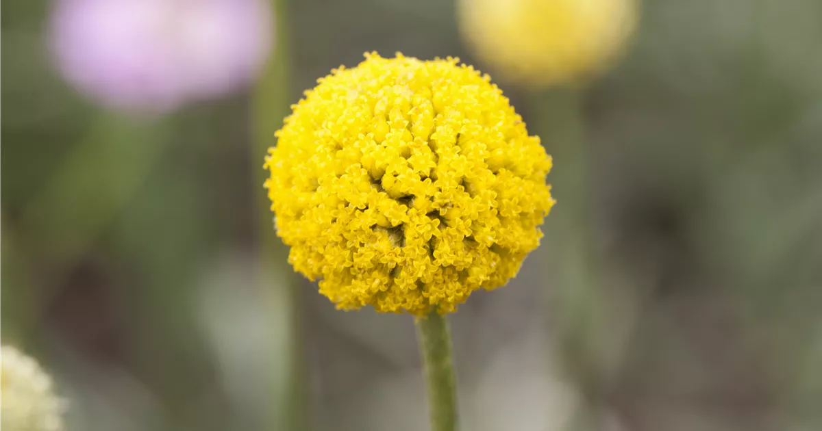 Trommelstöckchen, Craspedia globosa