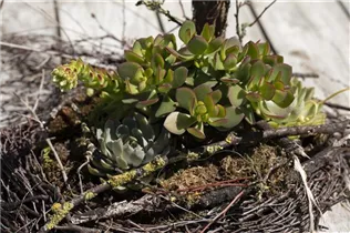 Crassula arborescens - Dickblatt