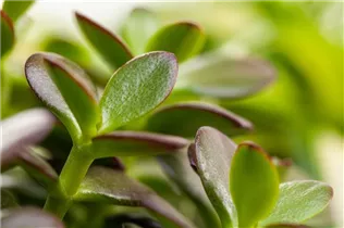 Crassula arborescens 'Minova Magic' - Dickblatt Crassula arborescens 'Minova Magic' - Dickblatt