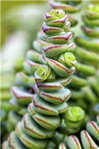 Crassula cordata - Dickblatt