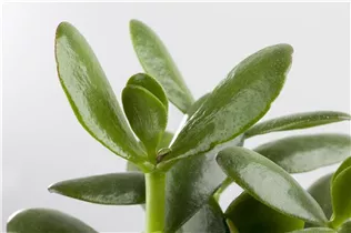 Crassula ovata 'Magical Tree' - Geldbaum 'Magical Tree' Crassula ovata 'Magical Tree' - Geldbaum 'Magical Tree'