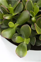 Crassula ovata 'Sunset' - Geldbaum 'Sunset' Crassula ovata 'Sunset' - Geldbaum 'Sunset'
