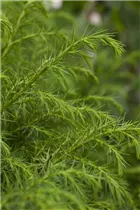 Cryptomeria japonica 'Elegans Viridis' - Hahnenkamm-Sicheltanne 'Elegans Viridis' Cryptomeria japonica 'Elegans Viridis' - Hahnenkamm-Sicheltanne 'Elegans Viridis'