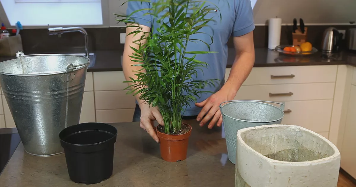  - Chinesische Bergpalme - Einpflanzen in ein Gefäß