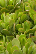 Crassula portulacea - Löffelbaum Crassula portulacea - Löffelbaum