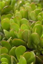 Crassula portulacea - Löffelbaum Crassula portulacea - Löffelbaum