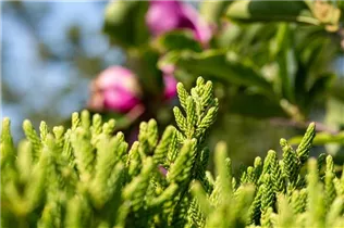 Cryptomeria japonica 'Little Diamond' - Sicheltanne 'Little Diamond' Cryptomeria japonica 'Little Diamond' - Sicheltanne 'Little Diamond'