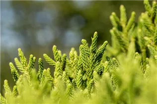 Cryptomeria japonica 'Little Diamond' - Sicheltanne 'Little Diamond' Cryptomeria japonica 'Little Diamond' - Sicheltanne 'Little Diamond'