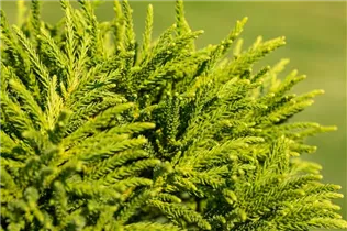Cryptomeria japonica 'Little Diamond' - Sicheltanne 'Little Diamond' Cryptomeria japonica 'Little Diamond' - Sicheltanne 'Little Diamond'