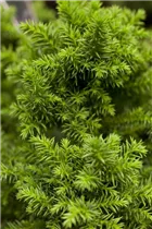 Cryptomeria japonica 'Vilmoriniana' - Japanische Sicheltanne 'Vilmoriniana' Cryptomeria japonica 'Vilmoriniana' - Japanische Sicheltanne 'Vilmoriniana'