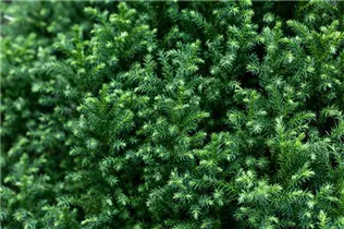 Cryptomeria japonica 'Vilmoriniana' - Japanische Sicheltanne 'Vilmoriniana' Cryptomeria japonica 'Vilmoriniana' - Japanische Sicheltanne 'Vilmoriniana'