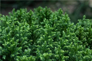 Cryptomeria japonica 'Vilmoriniana' - Japanische Sicheltanne 'Vilmoriniana' Cryptomeria japonica 'Vilmoriniana' - Japanische Sicheltanne 'Vilmoriniana'