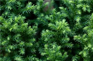 Cryptomeria japonica 'Vilmoriniana' - Japanische Sicheltanne 'Vilmoriniana' Cryptomeria japonica 'Vilmoriniana' - Japanische Sicheltanne 'Vilmoriniana'