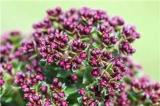 Crassula schmidtii - Dickblatt Crassula schmidtii - Dickblatt