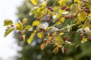 Crataegus coccinea - Scharlachdorn Crataegus coccinea - Scharlachdorn