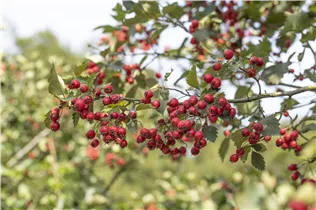 Crataegus coccinea - Scharlachdorn Crataegus coccinea - Scharlachdorn
