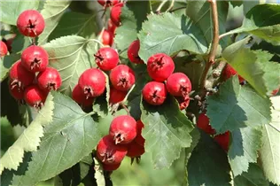 Crataegus coccinea - Scharlachdorn Crataegus coccinea - Scharlachdorn