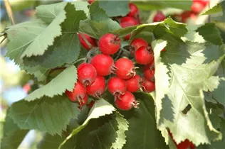 Crataegus coccinea - Scharlachdorn Crataegus coccinea - Scharlachdorn
