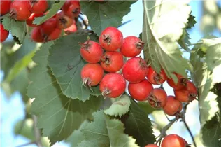 Crataegus coccinea - Scharlachdorn Crataegus coccinea - Scharlachdorn