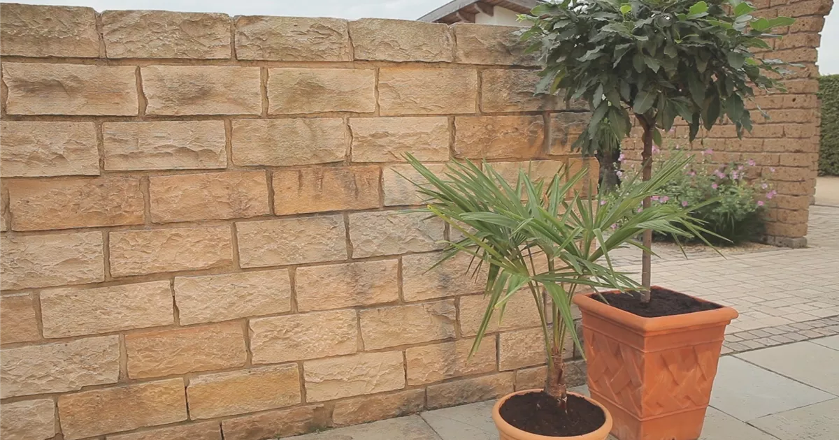  - Chinesische Hanfpalme - Einpflanzen in ein Gefäß