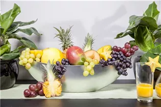 Cucumis melo var. cantalupensis - Cantaloupe-Melone