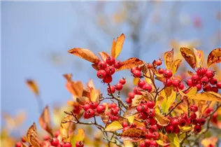 Crataegus persimilis - Pflaumenblättriger Weißdorn