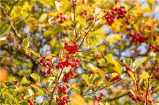 Crataegus persimilis - Pflaumenblättriger Weißdorn