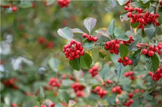 Crataegus persimilis - Pflaumenblättriger Weißdorn