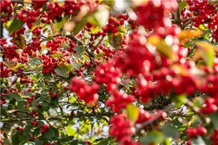 Crataegus persimilis - Pflaumenblättriger Weißdorn