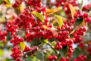 Crataegus persimilis - Pflaumenblättriger Weißdorn