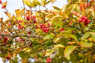 Crataegus persimilis - Pflaumenblättriger Weißdorn