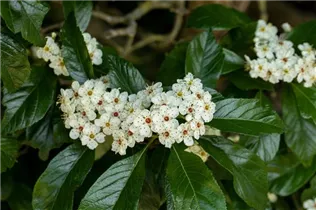 Crataegus persimilis - Pflaumenblättriger Weißdorn