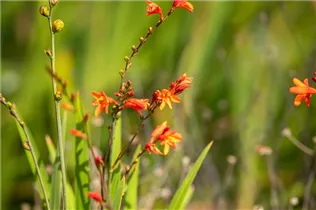 Crocosmia x crocosmiiflora - Bastard-Montbretie