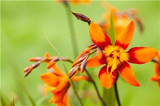 Crocosmia x crocosmiiflora 'Emily McKenzie' - Großblumige Montbretie 'Emily McKenzie'