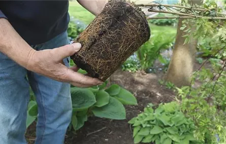 Clematis - Einpflanzen im Garten Clematis - Einpflanzen im Garten