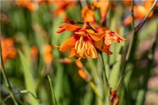 Crocosmia x crocosmiiflora 'Emily McKenzie' - Großblumige Montbretie 'Emily McKenzie'